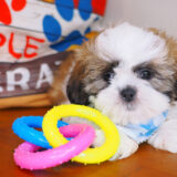 Quasar Shih Tzu 02