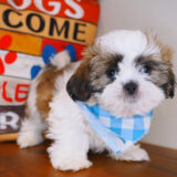 Quasar Shih Tzu 03