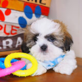 Quasar Shih Tzu 04