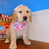 Remilynn Golden Retriever 01