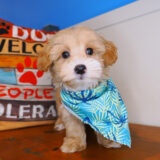 Ren Maltipoo 04