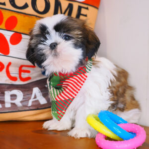 Ren Shih Tzu 01