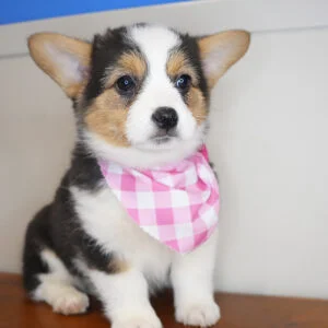 Rita Welsh Corgi 01