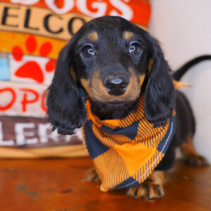 Rocco Dachshund 01