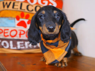 Rocco Dachshund 01