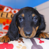 Rocco Dachshund 02