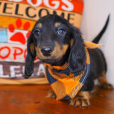 Rocco Dachshund 03