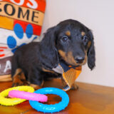 Rocco Dachshund 04