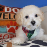 Rory Maltipoo 01