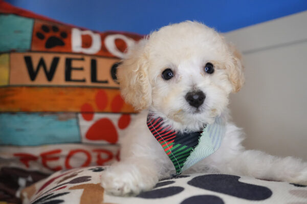 Rory Maltipoo 01