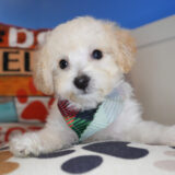 Rory Maltipoo 02