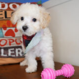 Rory Maltipoo 03