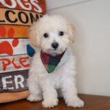 Rory Maltipoo 04