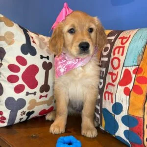 Rosco Golden Retriever 01