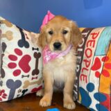 Rosco Golden Retriever 03