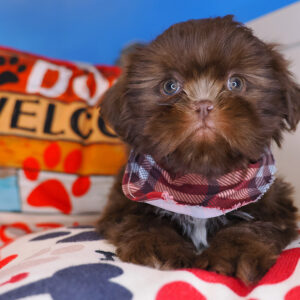 Sage Shih Tzu 01