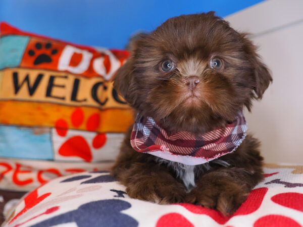 Sage Shih Tzu 01