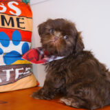 Sage Shih Tzu 02