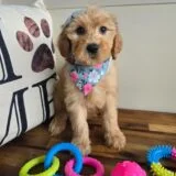 Savana Goldendoodle 01