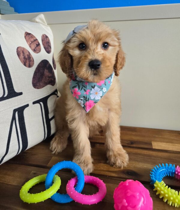 Savana Goldendoodle 01