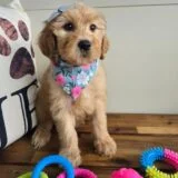 Savana Goldendoodle 02