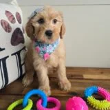 Savana Goldendoodle 03