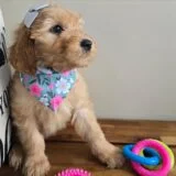 Savana Goldendoodle 04