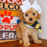 Sora Cavapoo 04