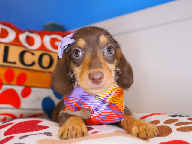 Spooky Dachshund 03