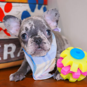 Tala French Bulldog 01