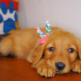 Tango Golden Retriever 01