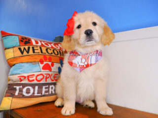 Tiana Golden Retriever 01