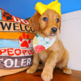 Tily Golden Retriever 04