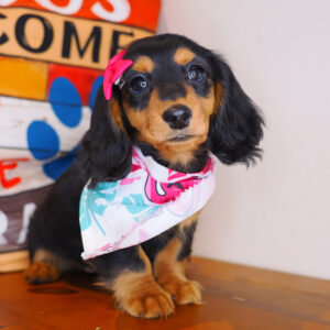 Trixie Dachshund 01