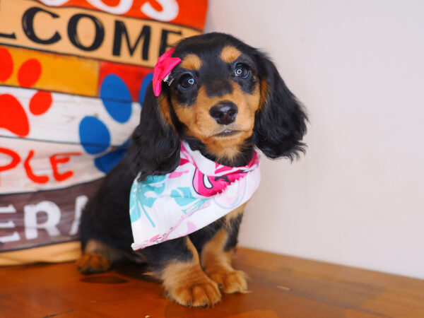 Trixie Dachshund 01