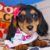 Trixie Dachshund 02