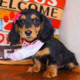 Trixie Dachshund 03