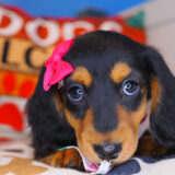 Trixie Dachshund 04