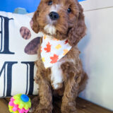 Tumble Cavapoo 01