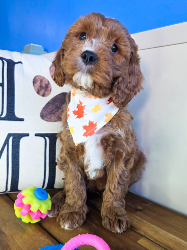 Tumble Cavapoo 01