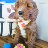 Tumble Cavapoo 02