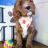 Tumble Cavapoo 03