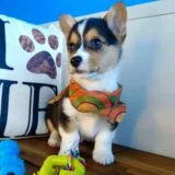 Wallen Corgi 01