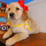 Waverly Golden Retriever 01