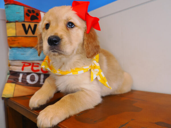 Waverly Golden Retriever 01