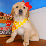 Waverly Golden Retriever 03