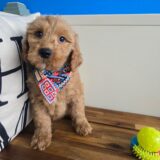 Webby Goldendoodle 01