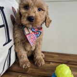 Webby Goldendoodle 02