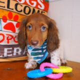 Winston Dachshund 01