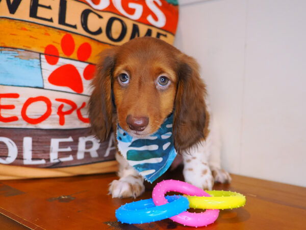 Winston Dachshund 01